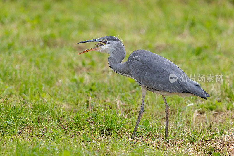 灰鹭(Ardea cinerea)与水田鼠